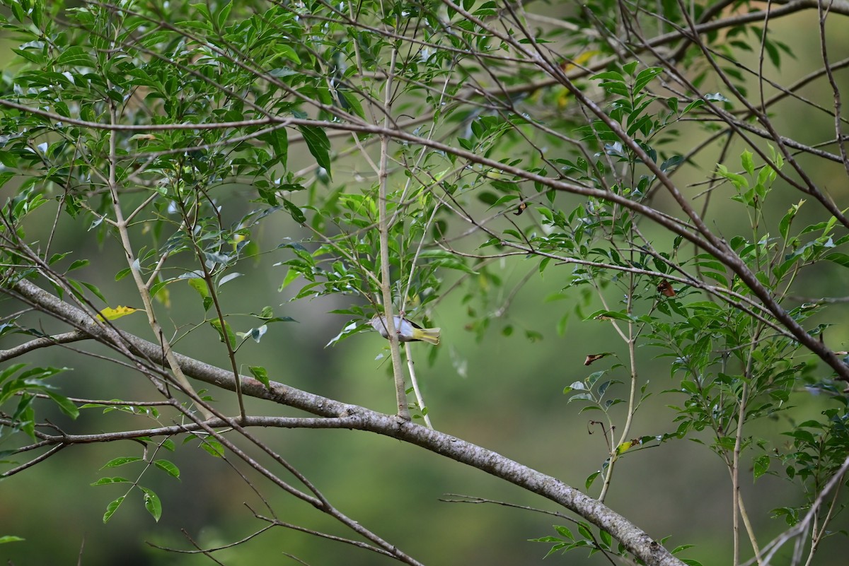 White-bellied Erpornis - Isaac Lang