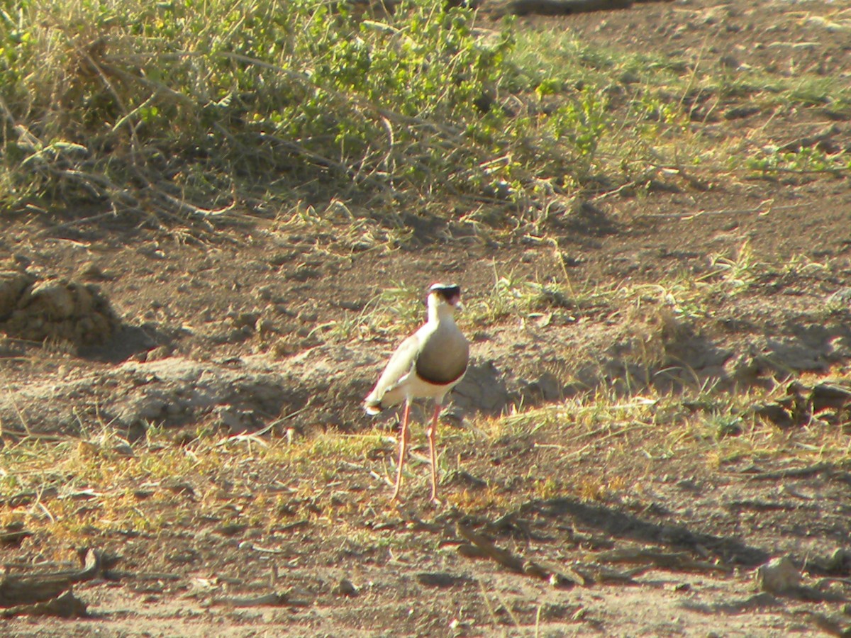 Crowned Lapwing - ML612916519