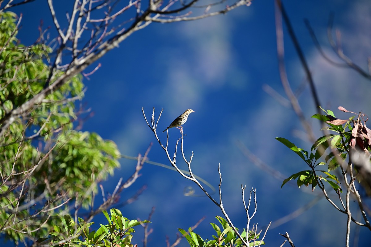 Olive-backed Pipit - ML612916523