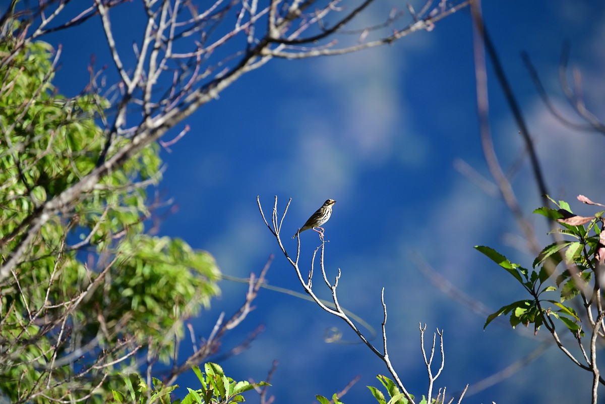 Olive-backed Pipit - Isaac Lang