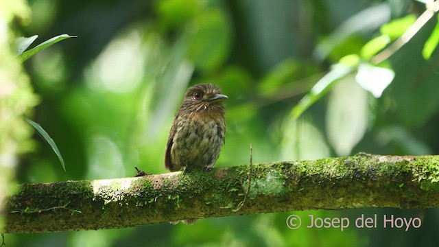 White-whiskered Puffbird - ML612916562