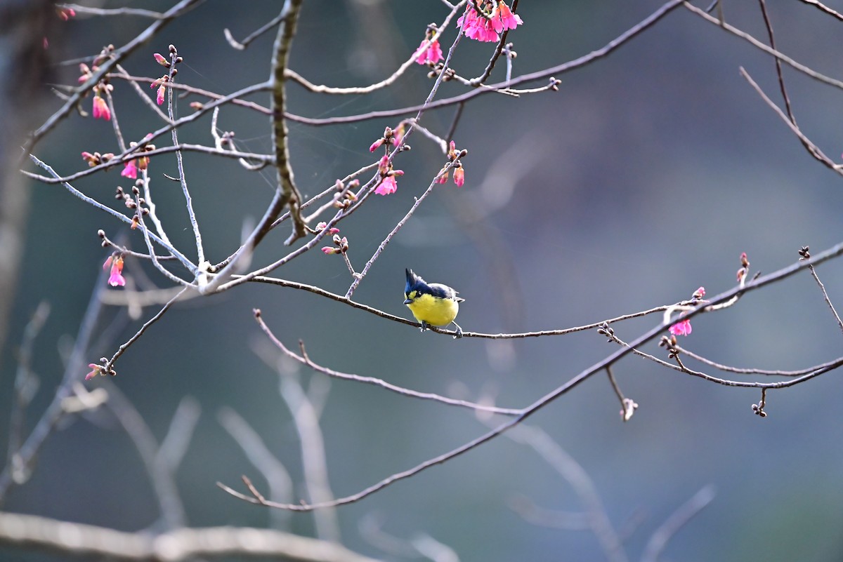 Taiwan Yellow Tit - ML612916566