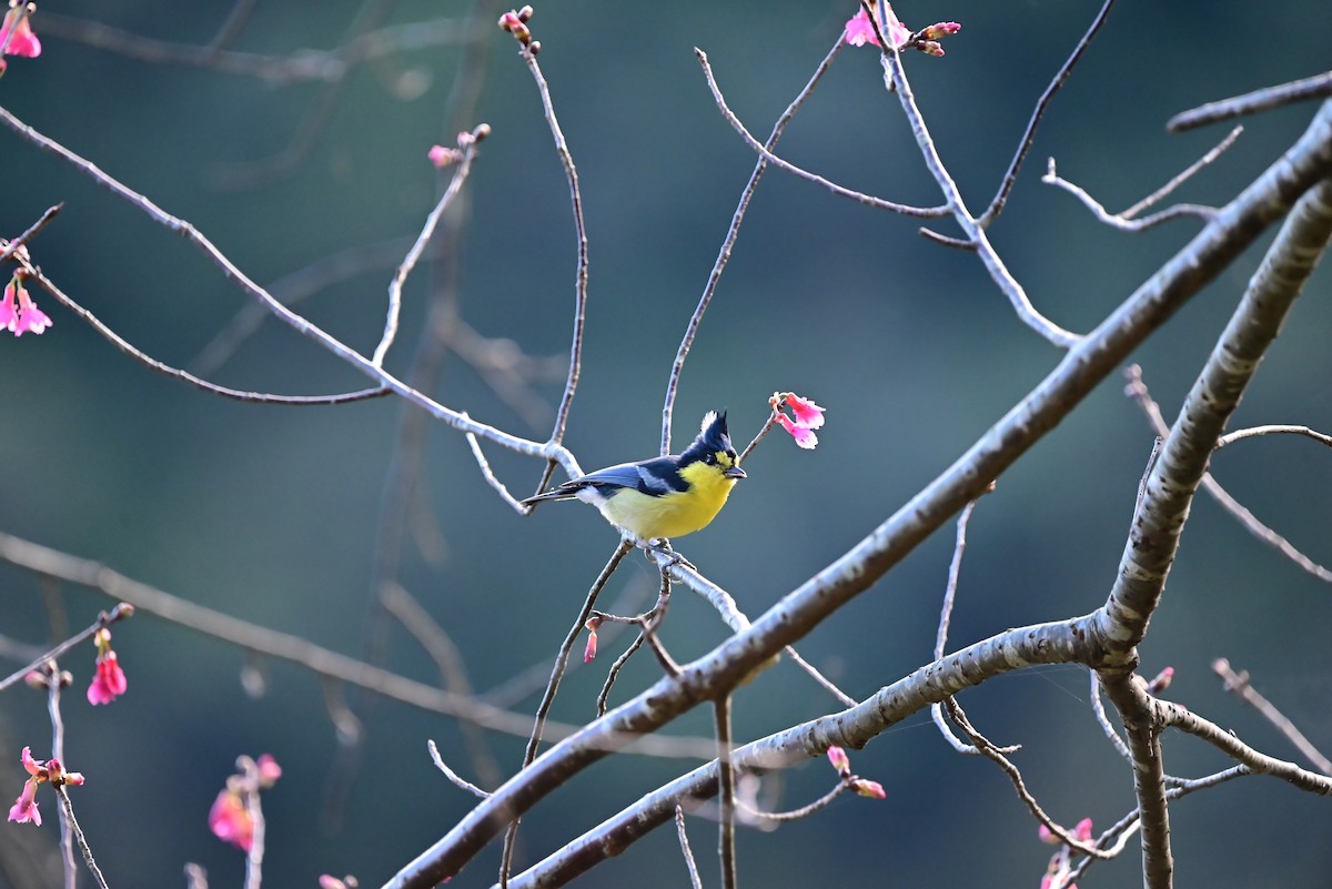 Taiwan Yellow Tit - ML612916569