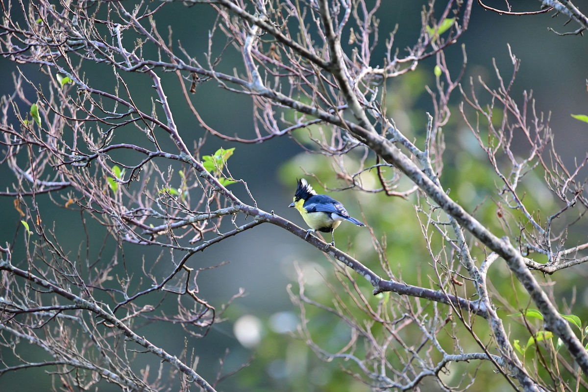 Taiwan Yellow Tit - ML612916573