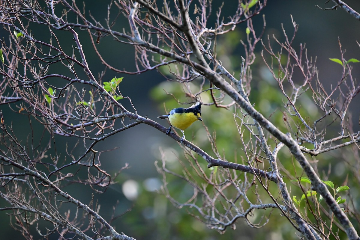 Taiwan Yellow Tit - Isaac Lang