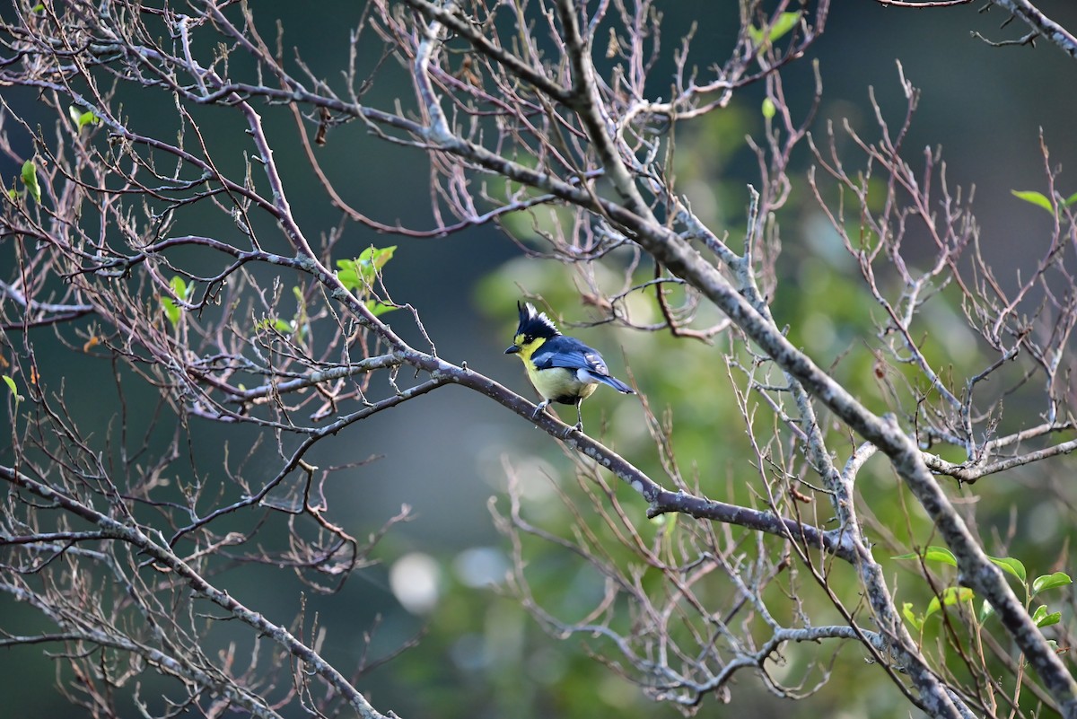 Taiwan Yellow Tit - ML612916575