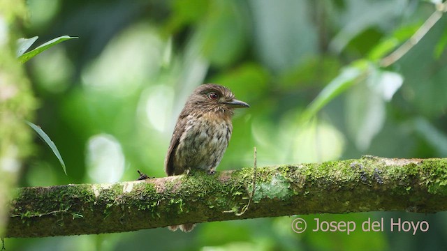 White-whiskered Puffbird - ML612916617