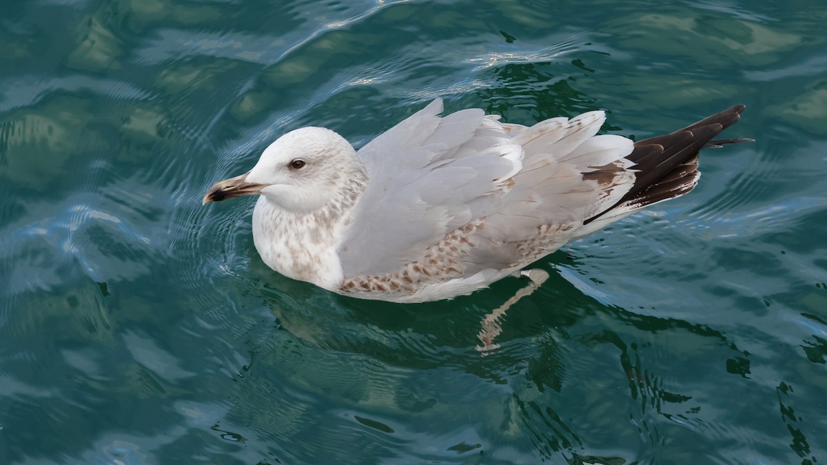 Caspian x Herring Gull (hybrid) - Gonzalo Pardo