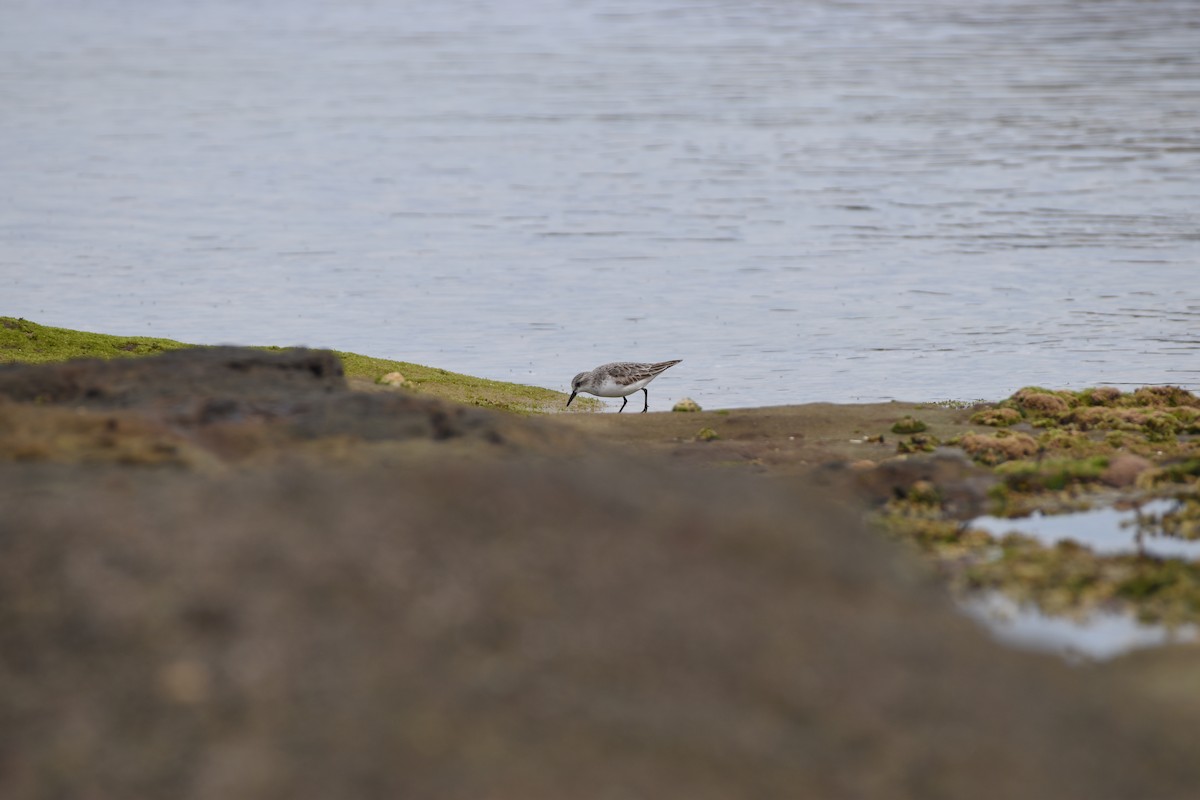 Rotkehl-Strandläufer - ML612916765