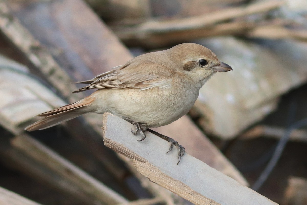 Isabelline Shrike (Daurian) - Look! It's Adoga Big Nose!