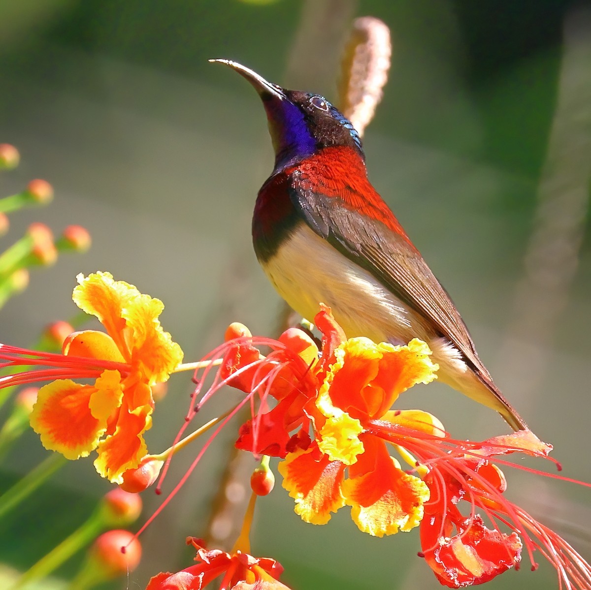 Crimson-backed Sunbird - ML612916832