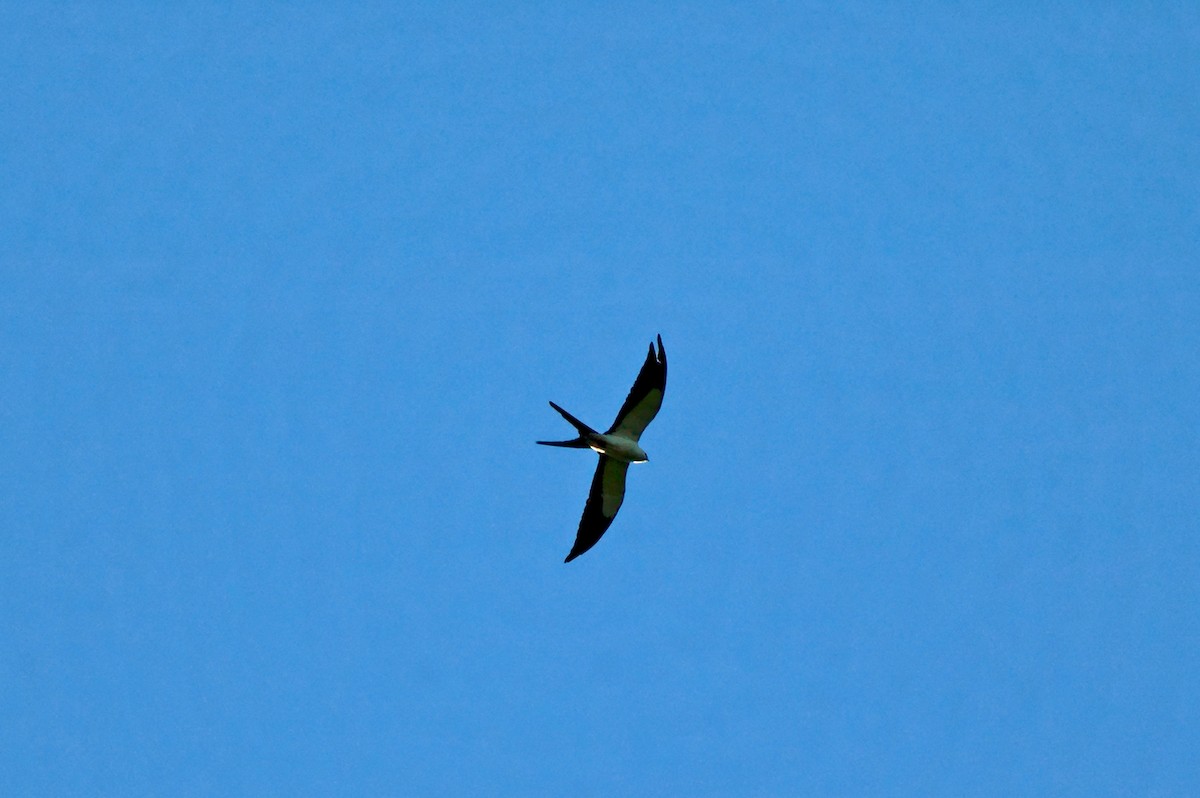 Swallow-tailed Kite - Florent De Vathaire