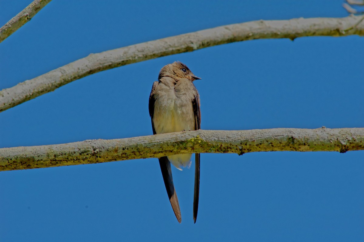 Southern Rough-winged Swallow - Florent De Vathaire