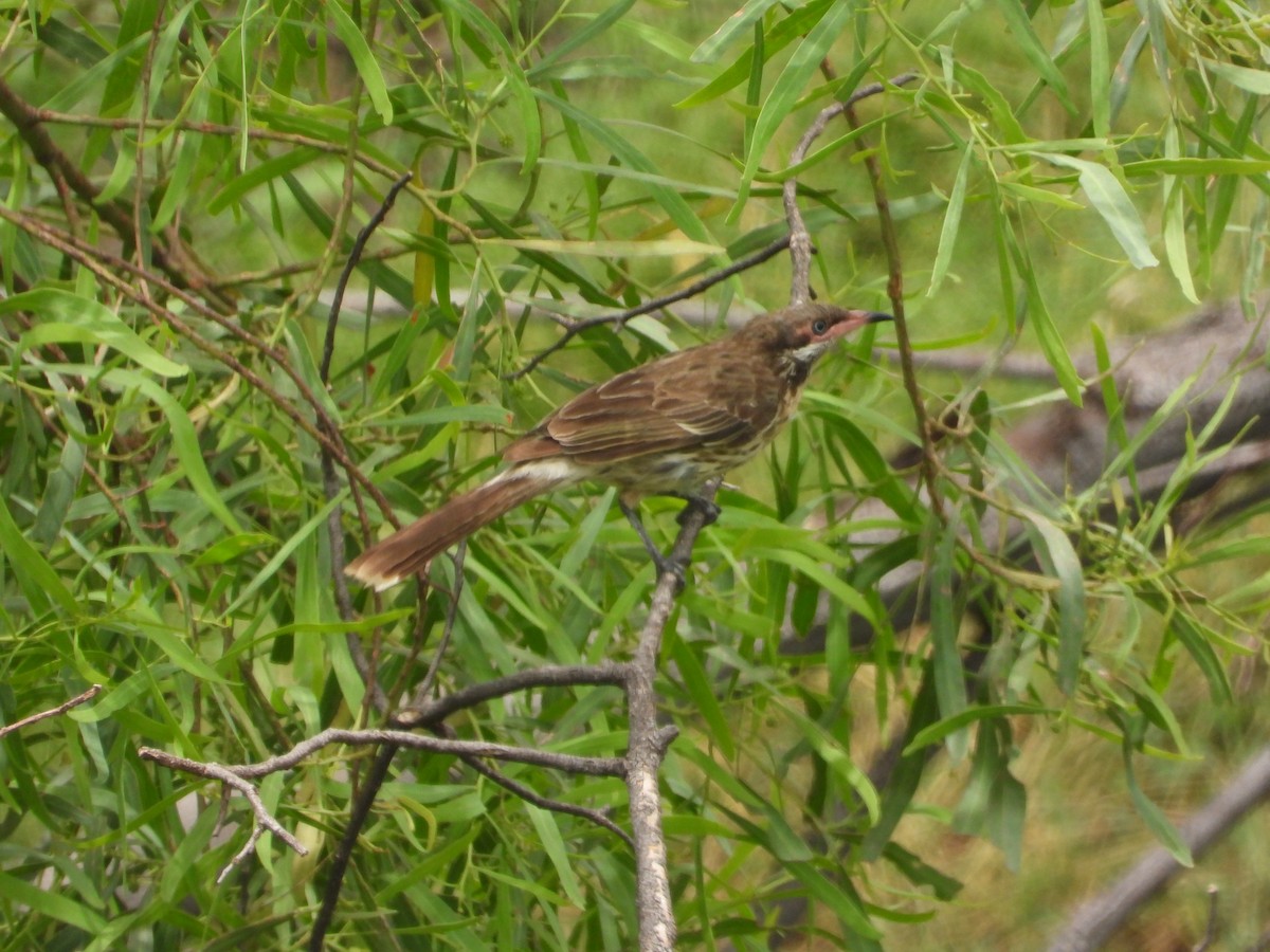 Spiny-cheeked Honeyeater - Cherri and Peter Gordon