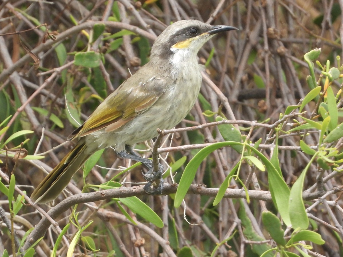 Singing Honeyeater - Cherri and Peter Gordon