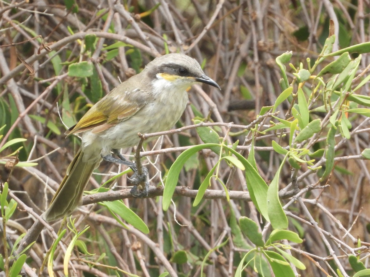 Singing Honeyeater - Cherri and Peter Gordon