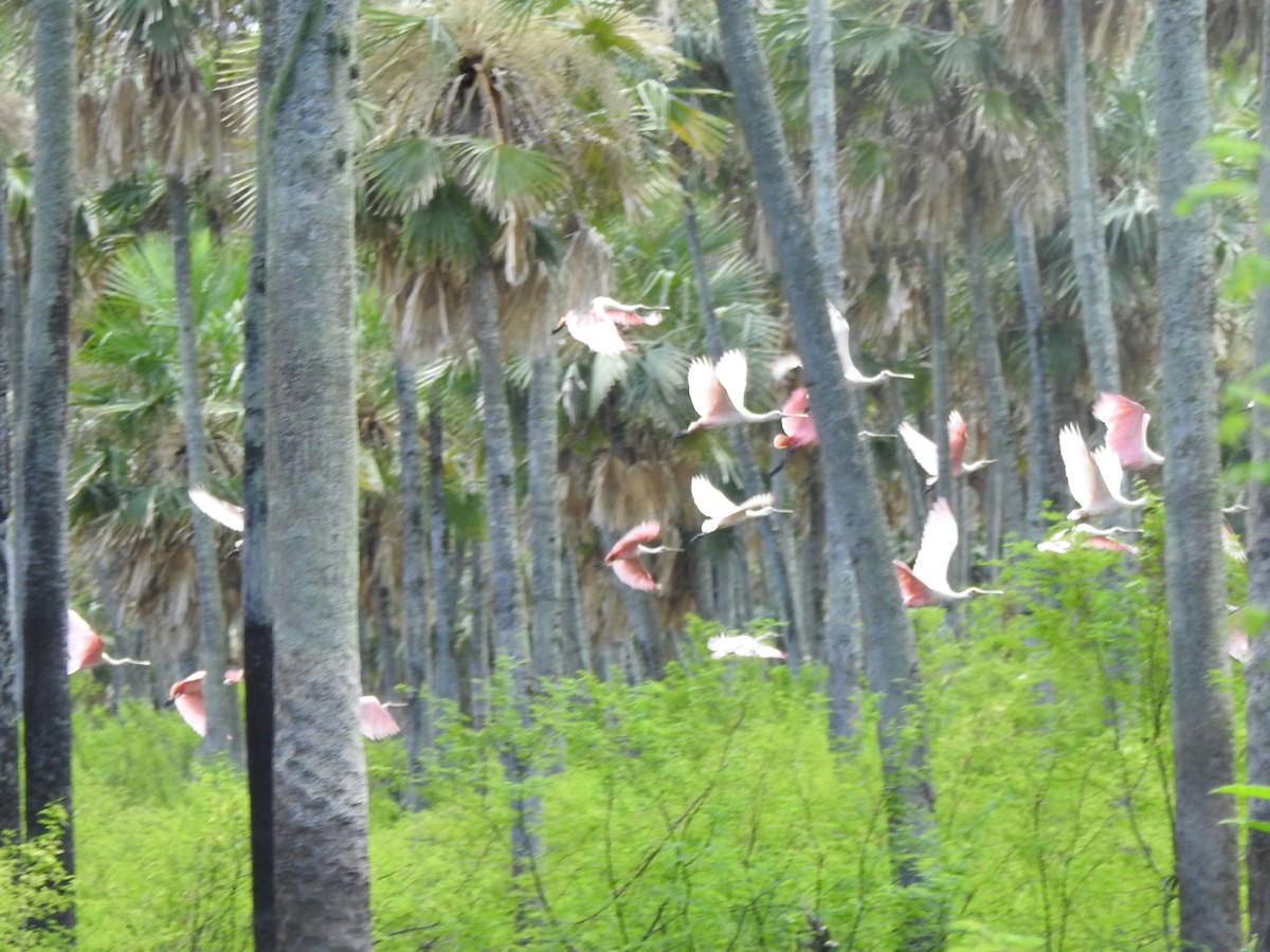 Roseate Spoonbill - ML612916995