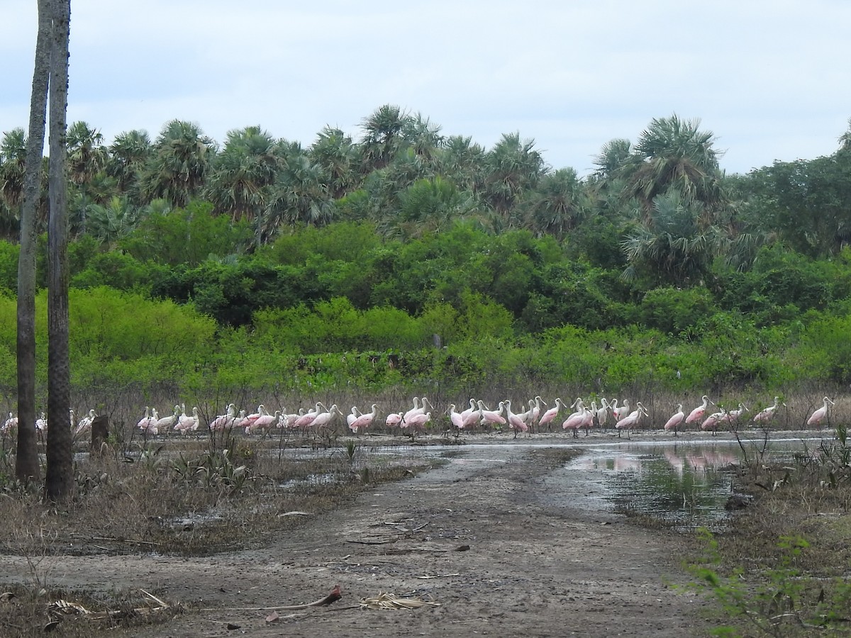 Roseate Spoonbill - ML612917009