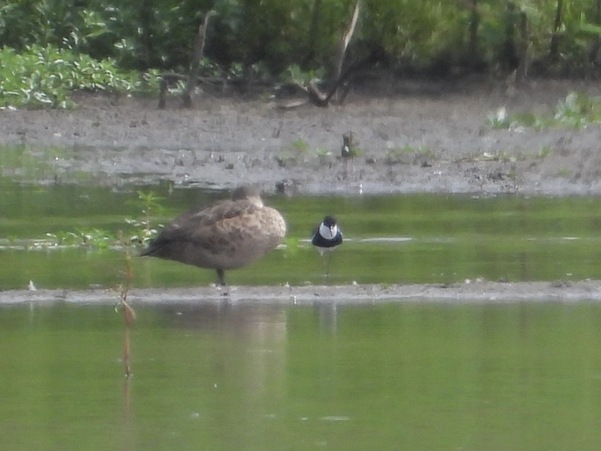 Red-kneed Dotterel - Cherri and Peter Gordon