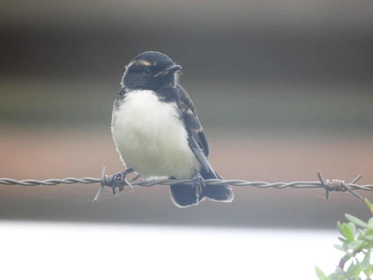 Willie-wagtail - Cherri and Peter Gordon