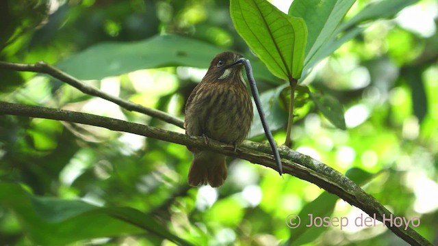 White-whiskered Puffbird - ML612917090