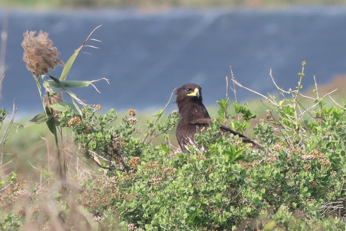 Greater Spotted Eagle - Look! It's Adoga Big Nose!