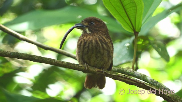 White-whiskered Puffbird - ML612917179