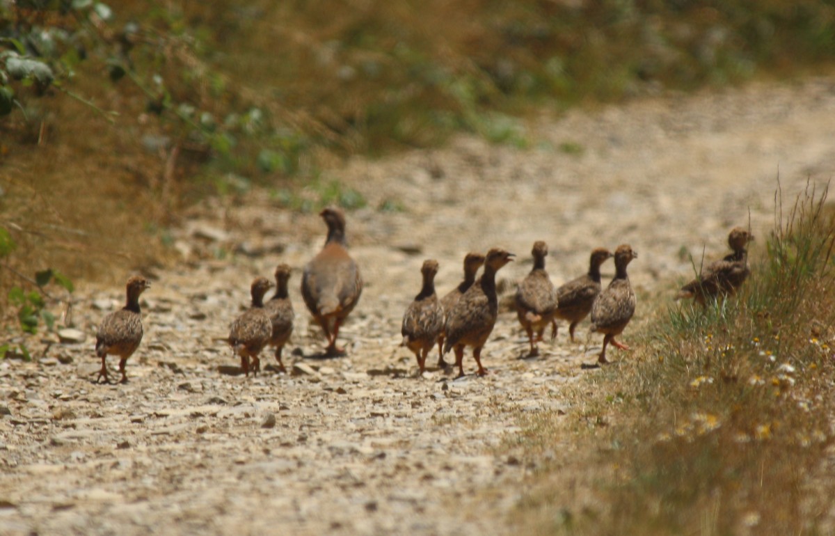 Red-legged Partridge - ML612917204