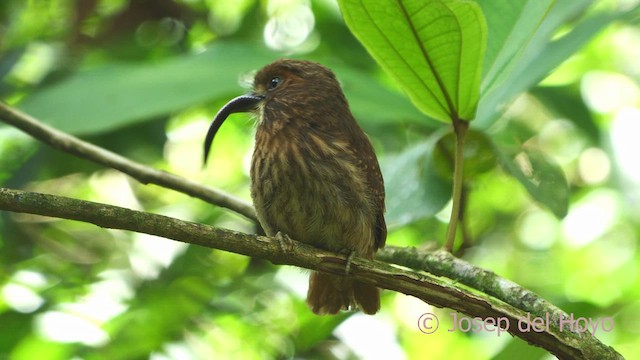 White-whiskered Puffbird - ML612917238