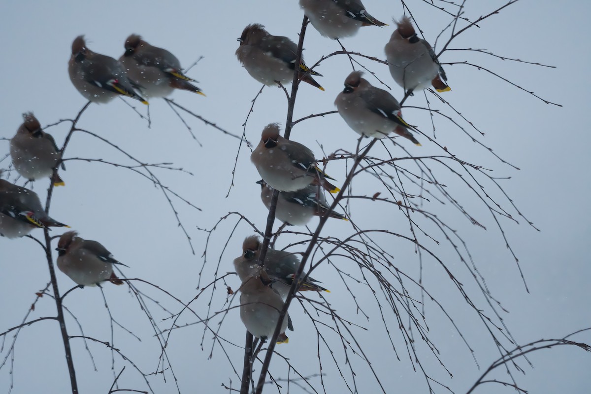 Bohemian Waxwing - ML612917269