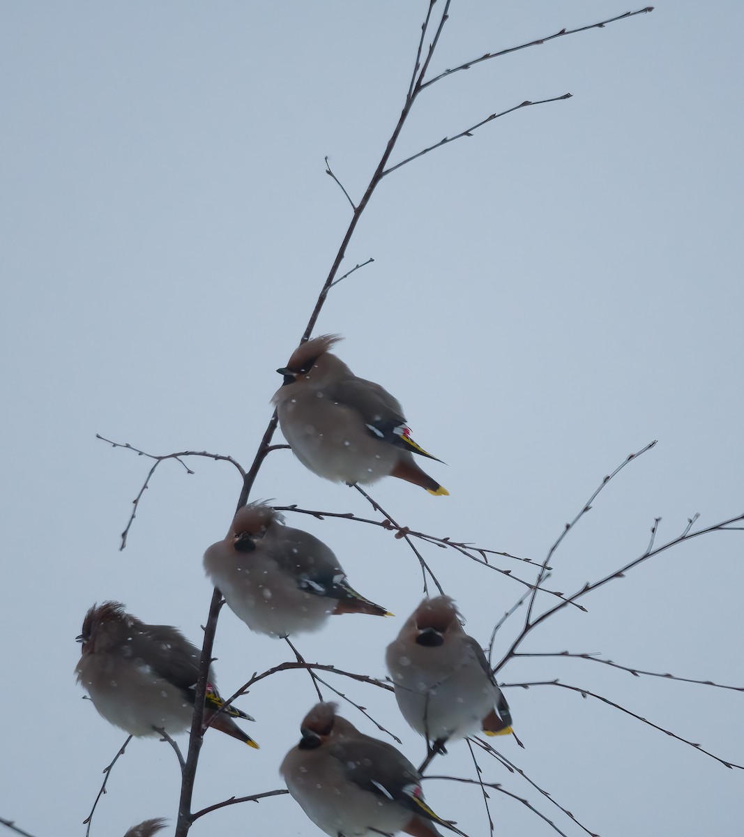 Bohemian Waxwing - ML612917271