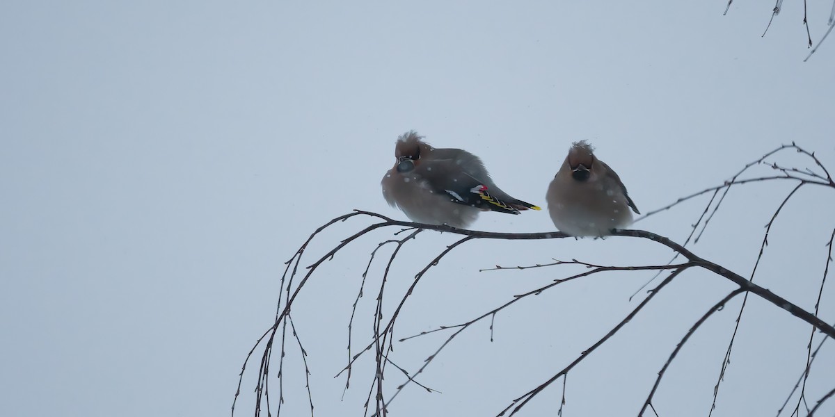 Bohemian Waxwing - ML612917272