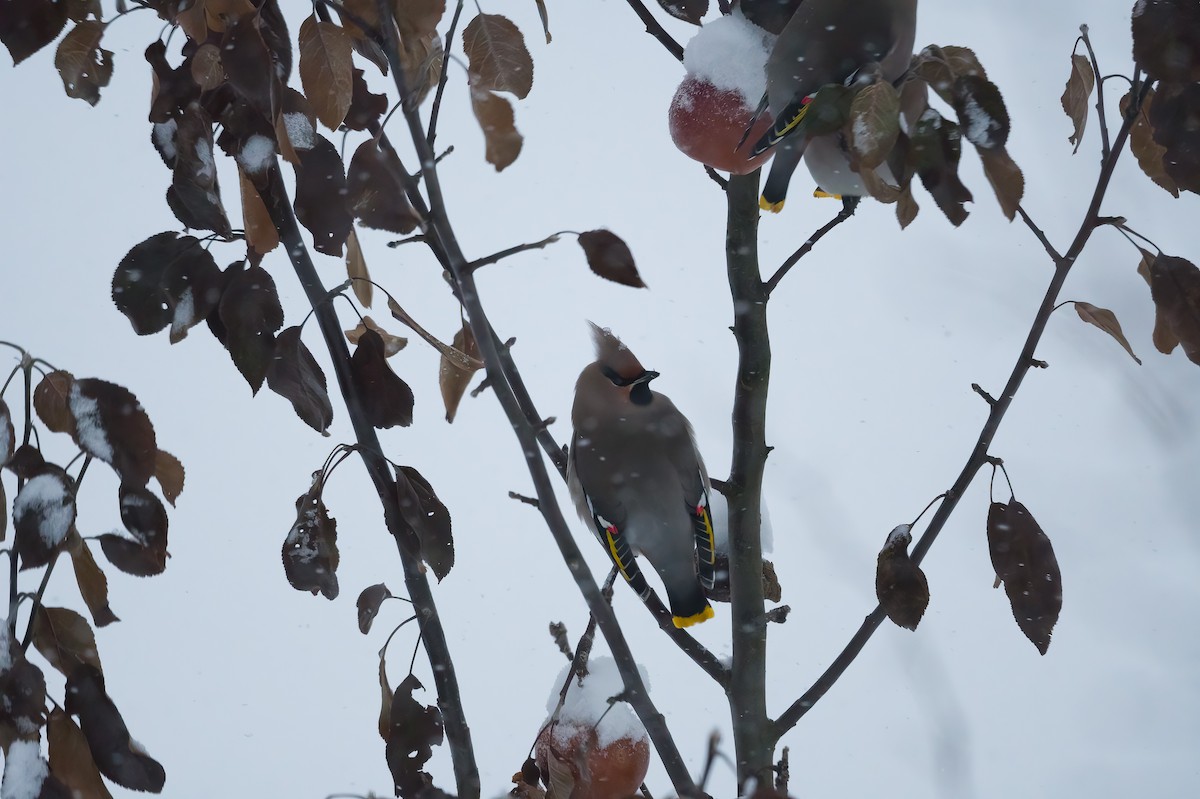 Bohemian Waxwing - ML612917276