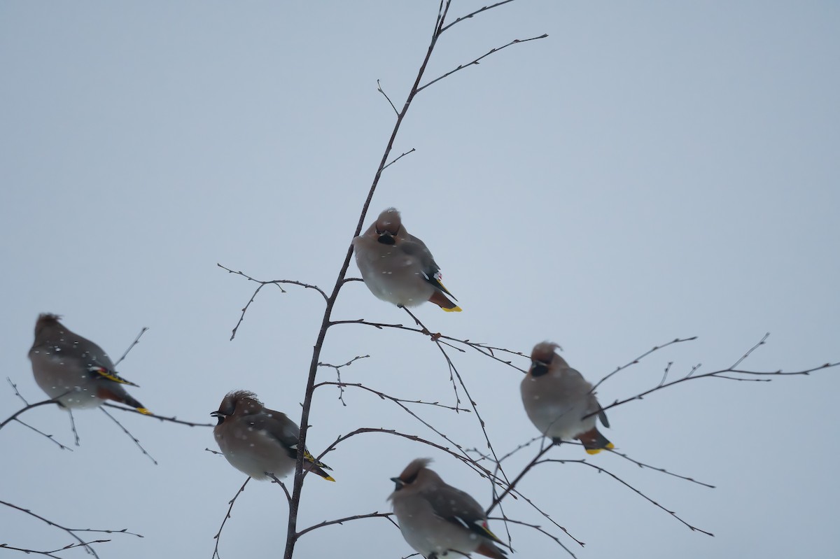 Bohemian Waxwing - ML612917278