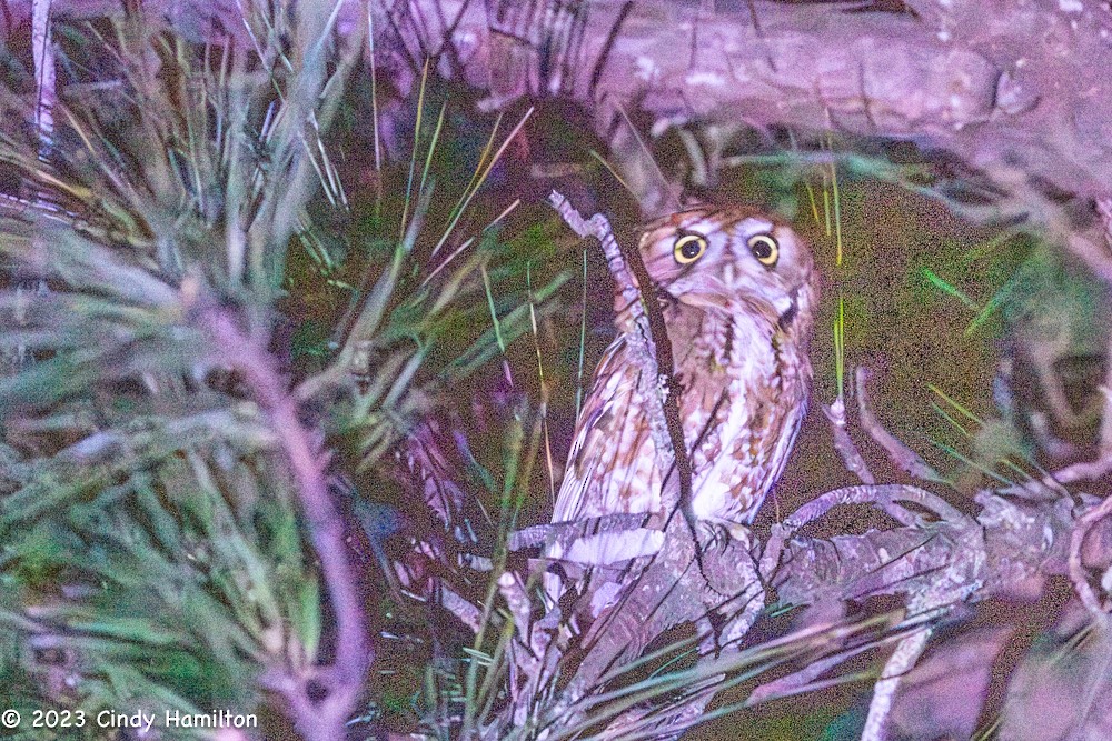 Eastern Screech-Owl (Northern) - ML612917402
