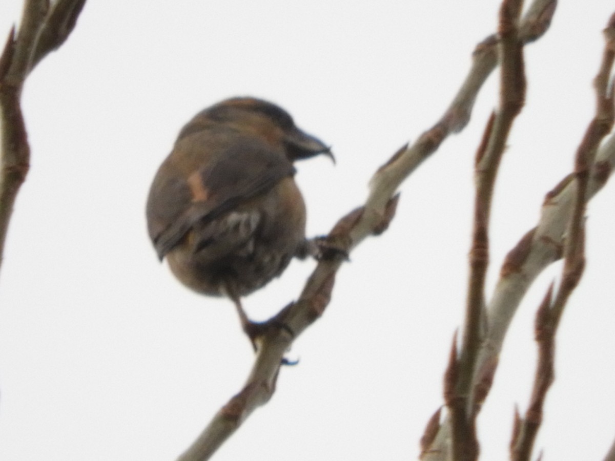 Red Crossbill - Fernando Ávila Vico