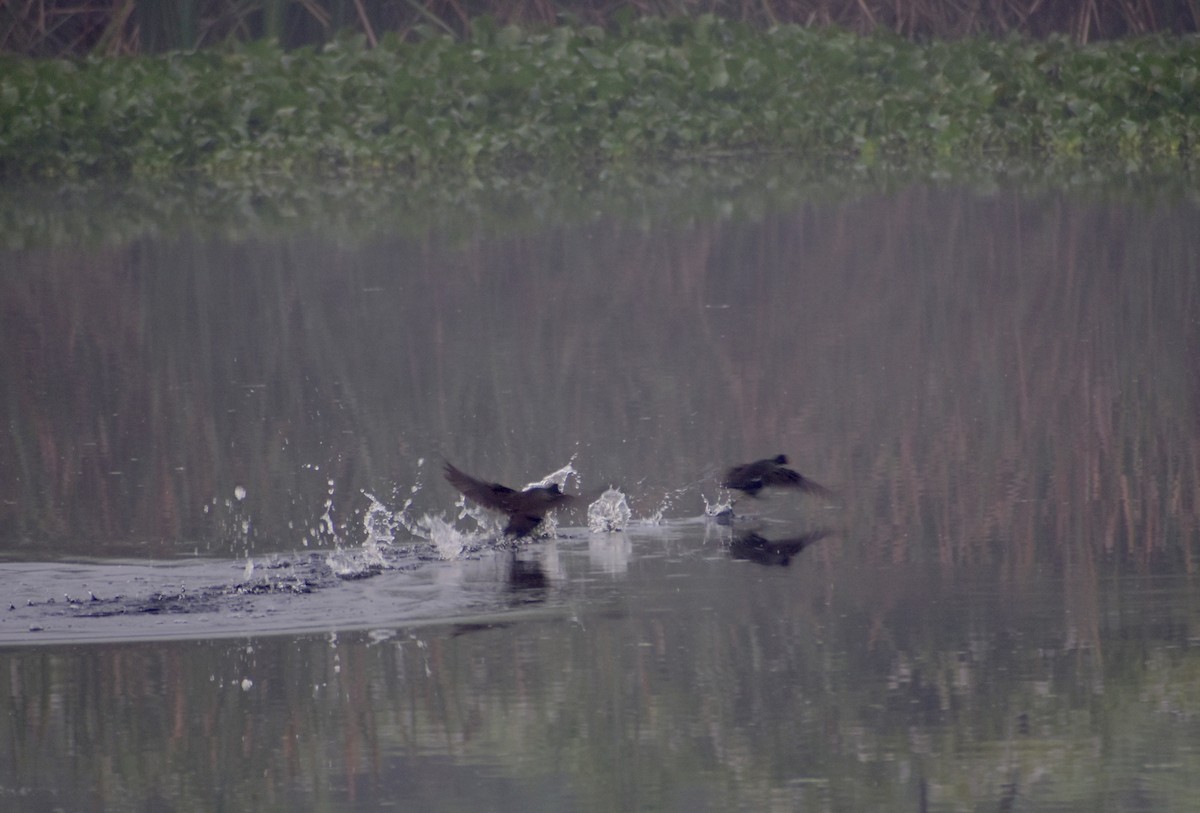 Eurasian Moorhen - ML612917490