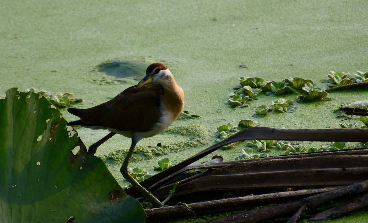 Pheasant-tailed Jacana - ML612917500