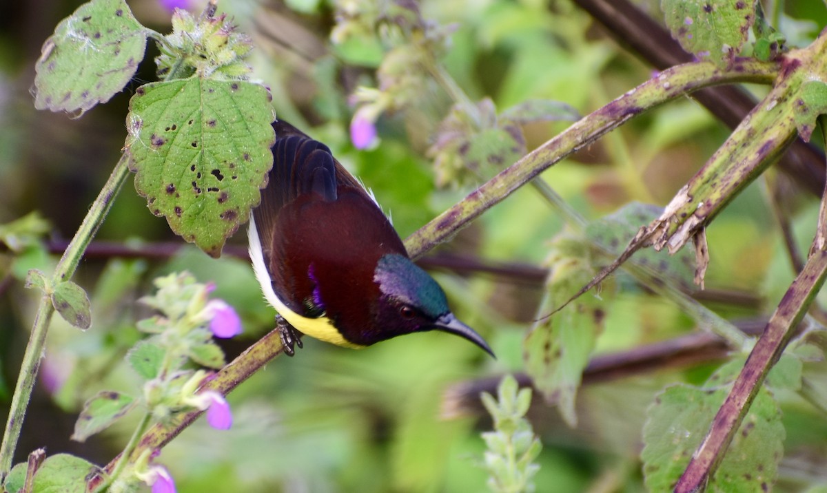 Purple-rumped Sunbird - Janardhan Uppada