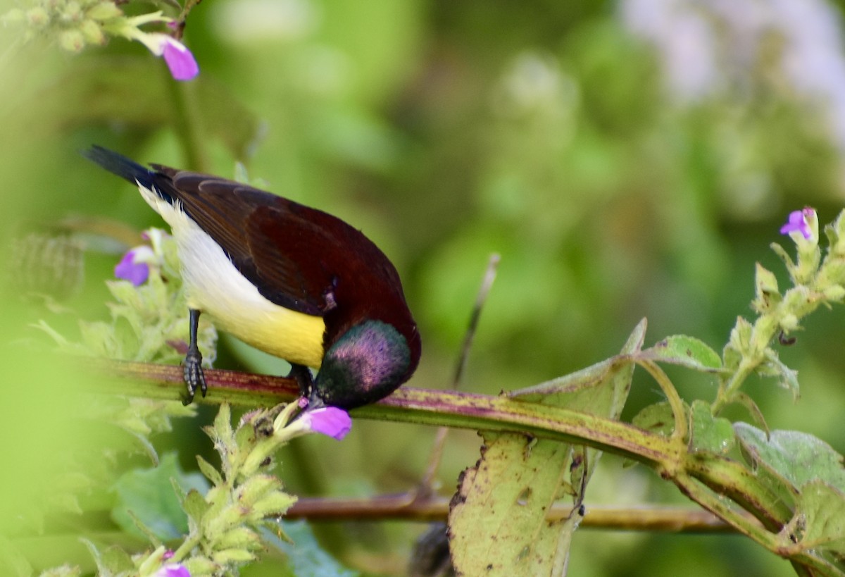 Purple-rumped Sunbird - ML612917515