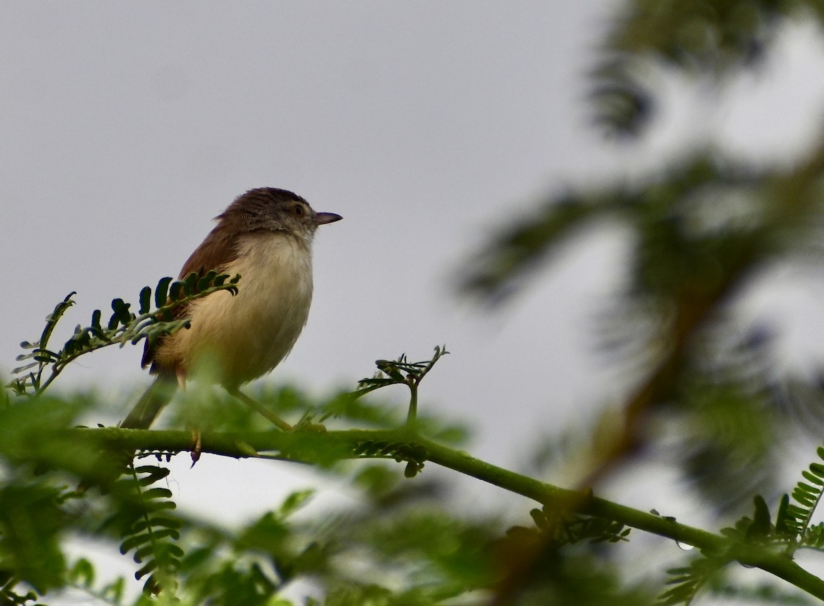 Purple-rumped Sunbird - ML612917516