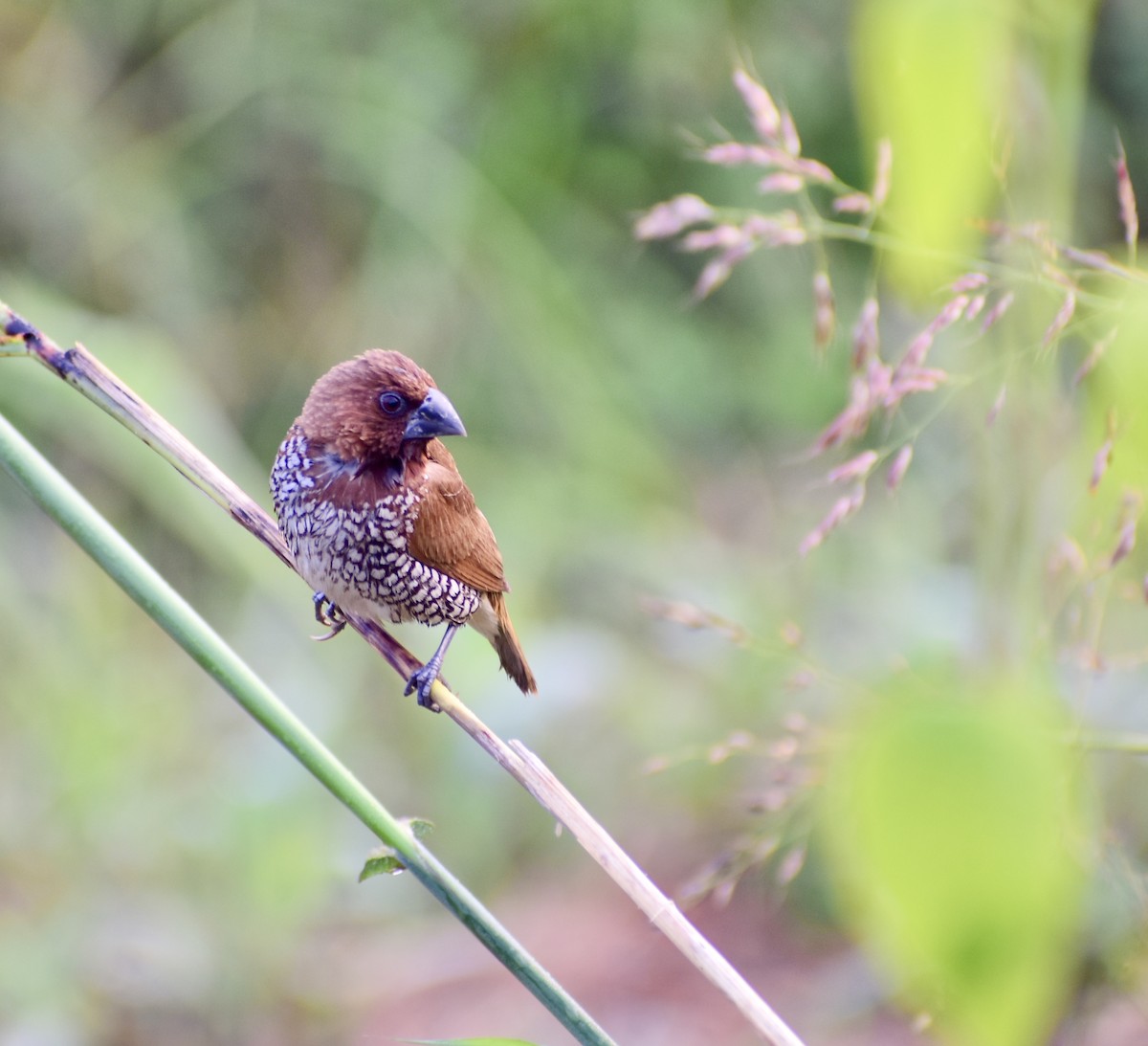 Scaly-breasted Munia - ML612917526