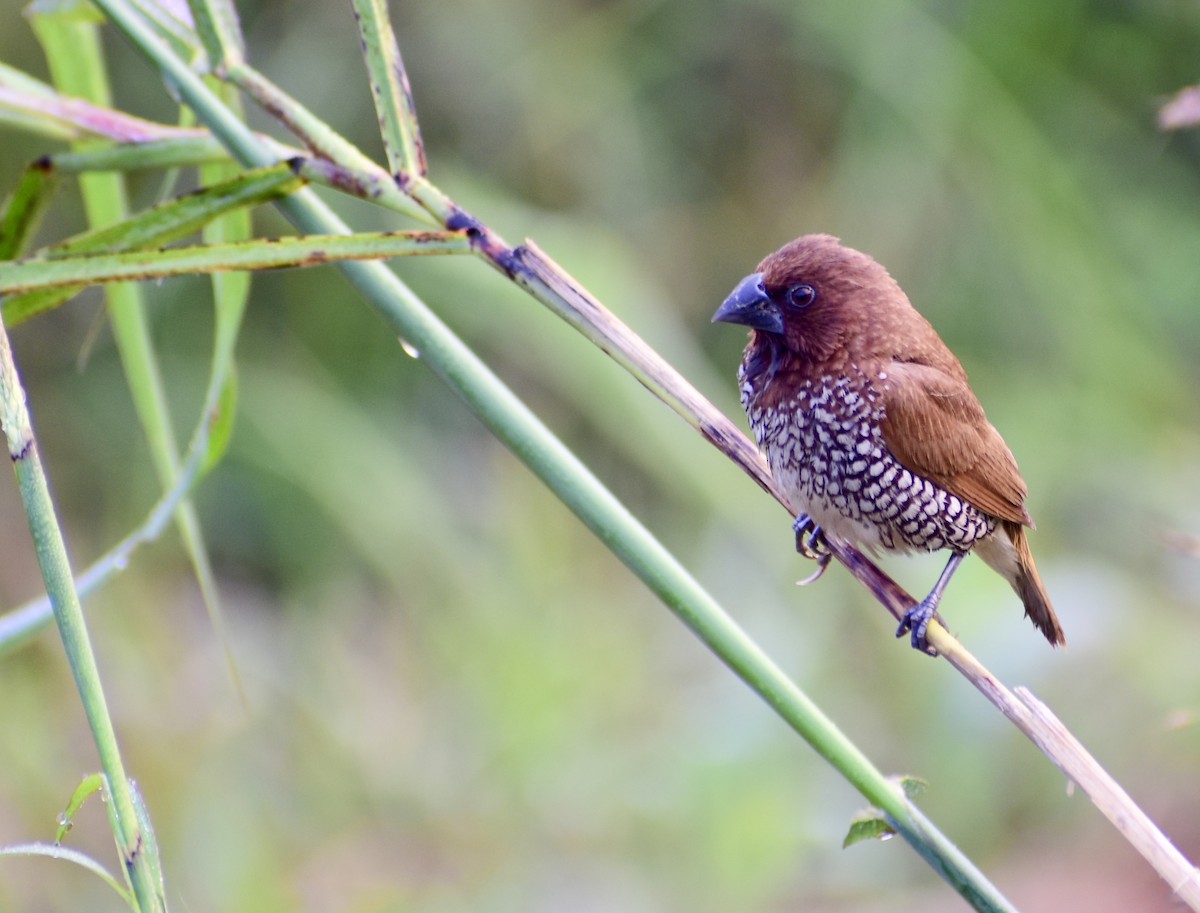 Scaly-breasted Munia - ML612917527