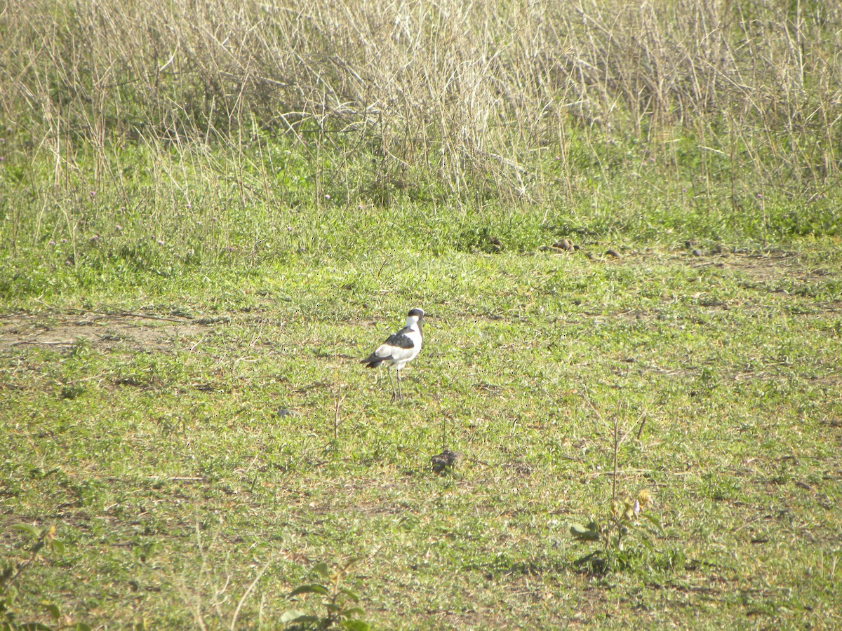 Blacksmith Lapwing - ML612917667