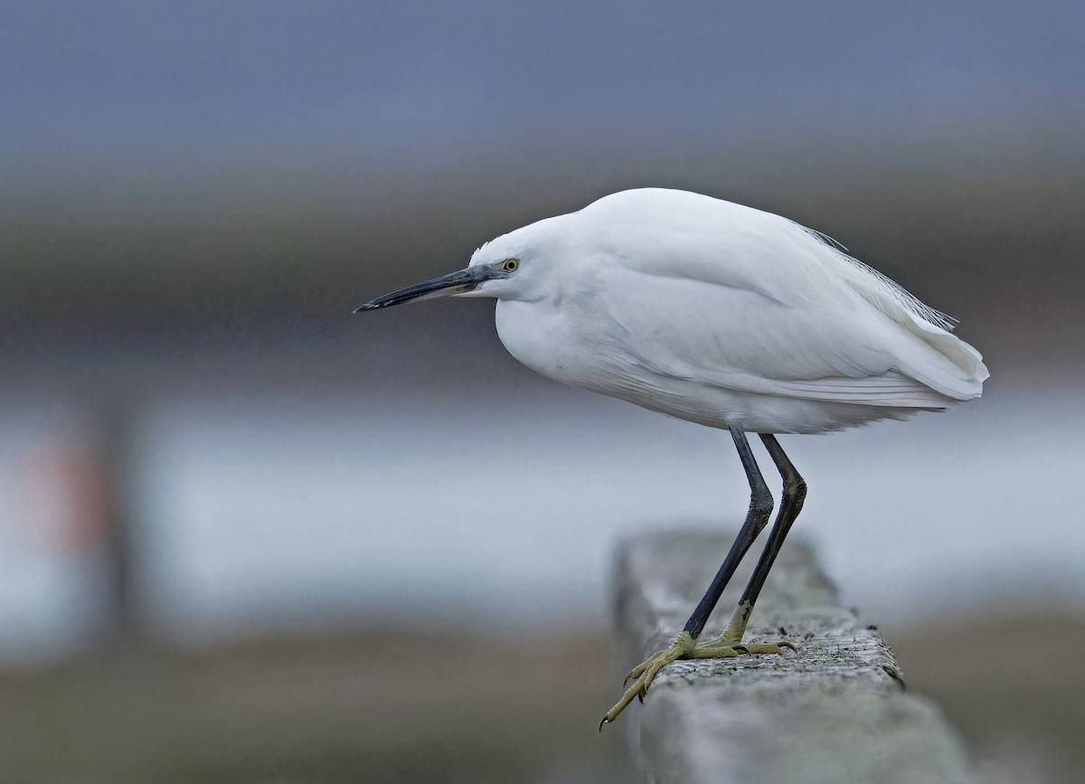 Little Egret - ML612917689