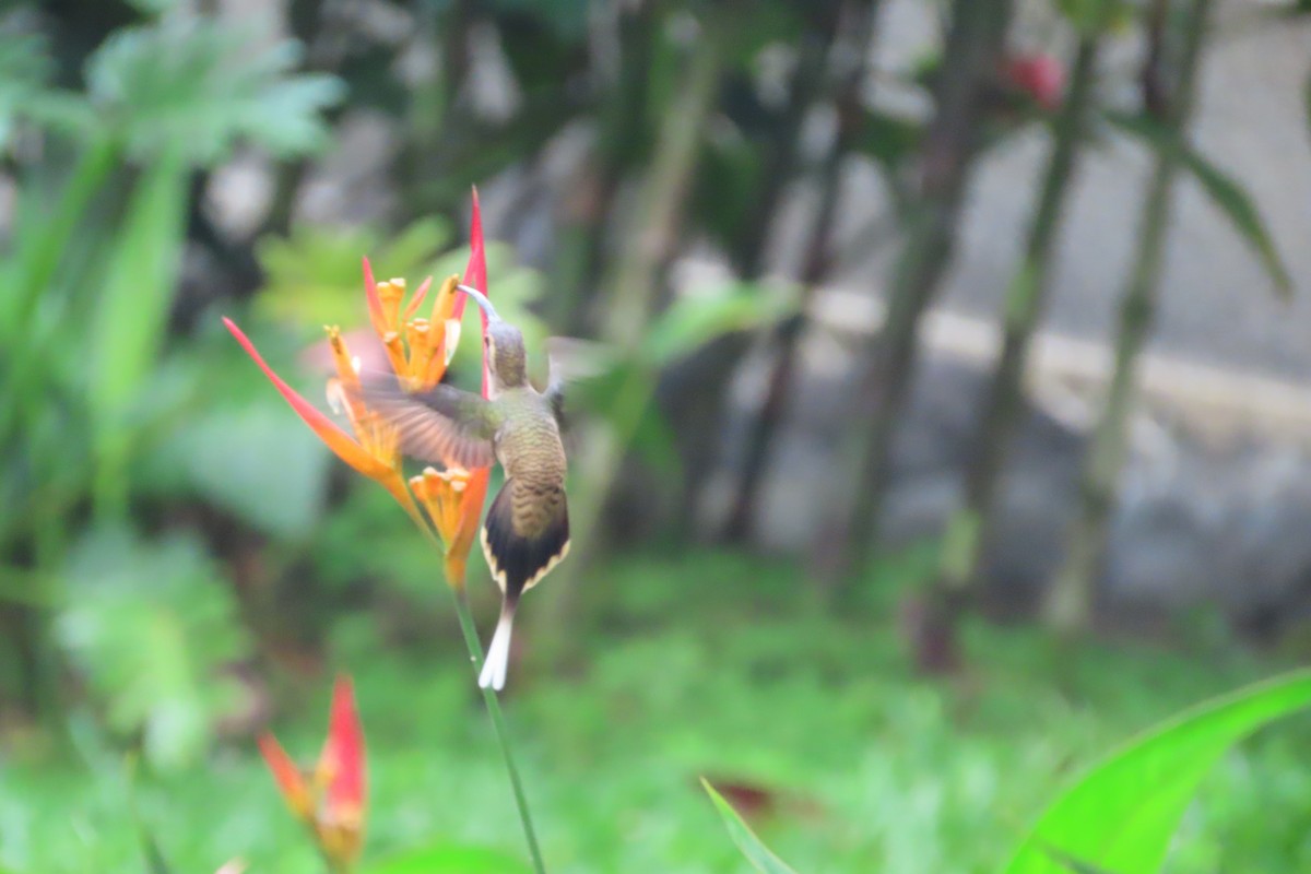 Long-billed Hermit - ML612917753