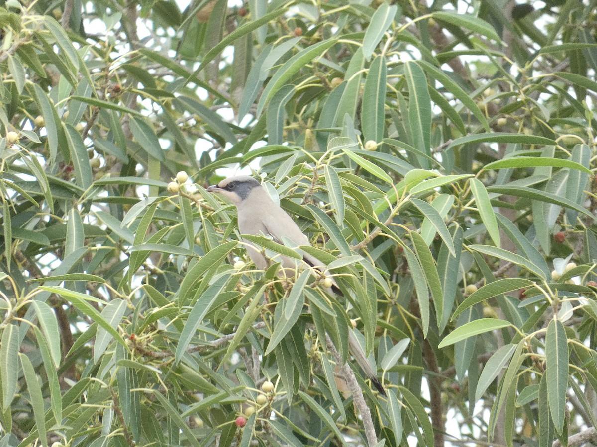 Hypocolius - ML612917762