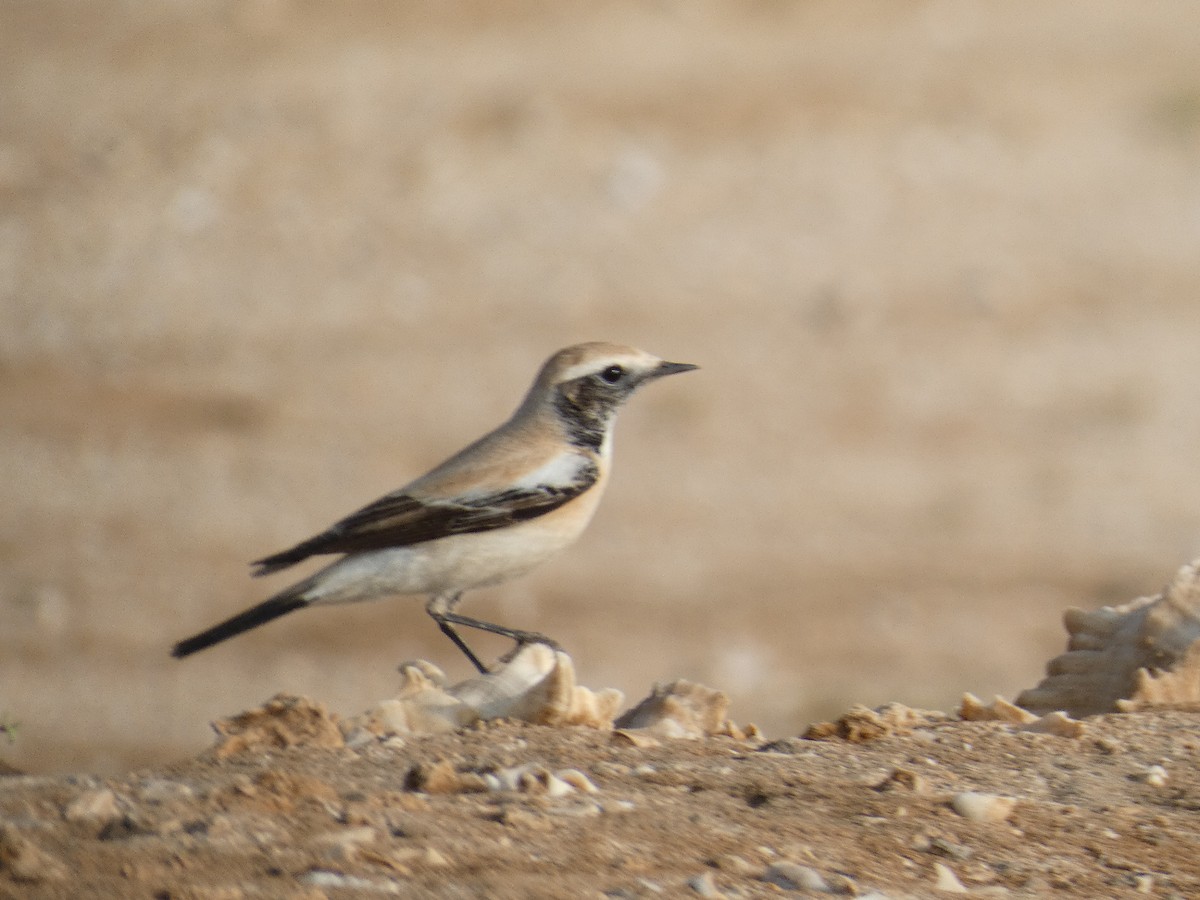 Desert Wheatear - ML612917766