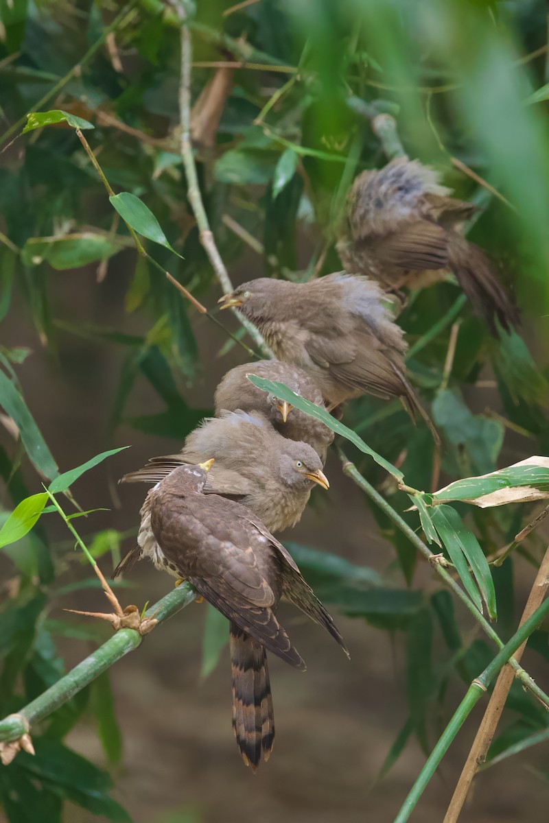 Jungle Babbler - ML612917768