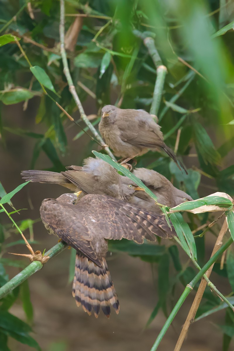 Jungle Babbler - ML612917769